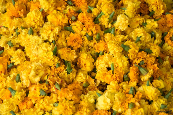 Foto Decorar Naturaleza Flores Amarillas India