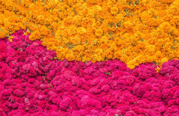 Foto Decorar Naturaleza Flores Media Cepasuhitl