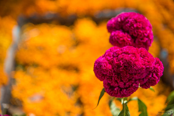 Foto Decorar Sabor a Curry Flores Muertos