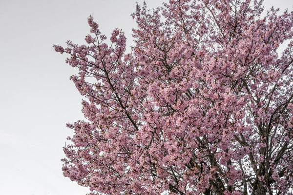 Foto Decorar Naturaleza Flores Rmas Boston