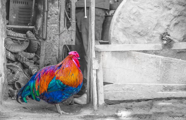 Foto Decorar Aves Gallo Marruecos