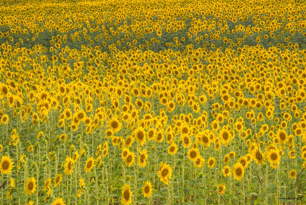 Foto Decorar Naturaleza Girasoles Toscana