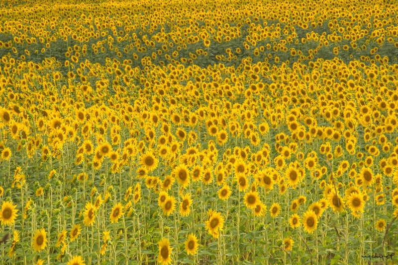 Foto Decorar Naturaleza Girasoles Toscana