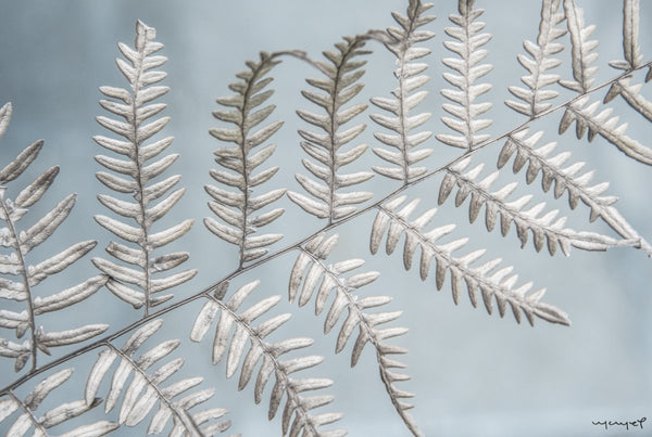 Foto Decorar Naturaleza Hojas Sulp 2