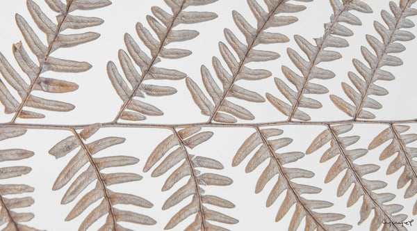 Foto Decorar Naturaleza Hojas Sulp 4