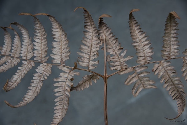 Foto Decorar Naturaleza Hojas Sulp