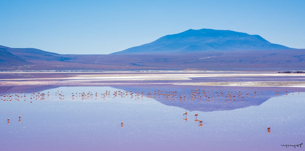 Foto Decorar Paisajes Laguna Colorada 2