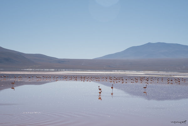 Foto Decorar Paisajes Laguna Colorada 3