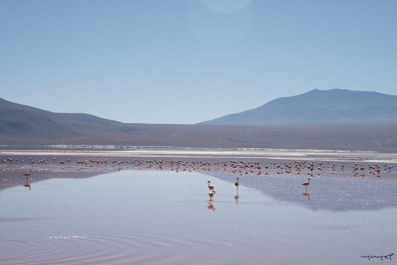 Foto Decorar Paisajes Laguna Colorada 3