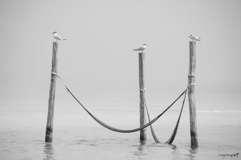 Foto Decorar Aves Las Hamacas