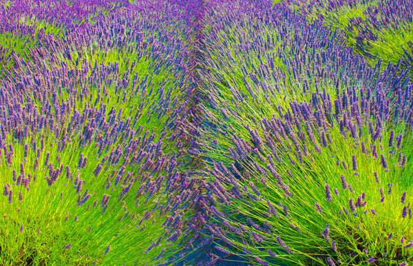 Foto Decorar Naturaleza Lavanda