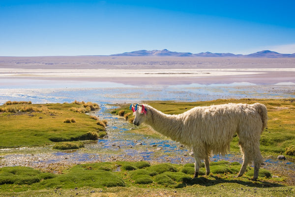 Foto Decorar Animales Otros Llama Bolivia 3