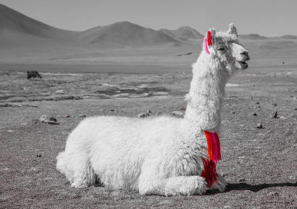 Foto Decorar Animales Otros Llama Bolivia Mancha