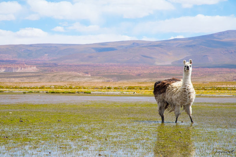 Foto Decorar Animales Otros Llama Bolivia