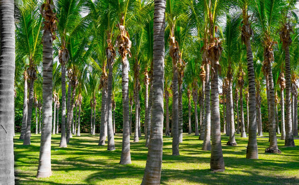 Foto Decorar Naturaleza Mita Palmeras