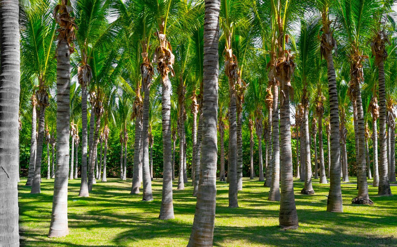 Foto Decorar Naturaleza Mita Palmeras