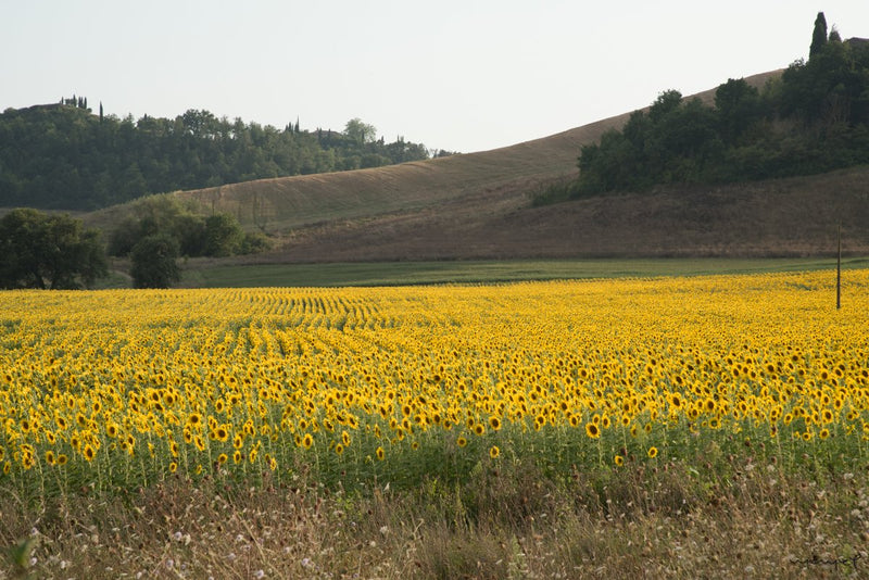 Foto Decorar Paisajes Monte Girasoles Toscana
