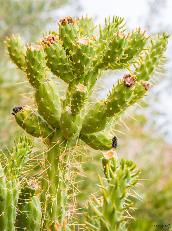 Foto Decorar Naturaleza Nopales Y Tunas 2