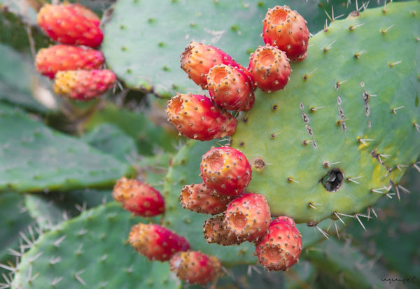 Foto Decorar Naturaleza Nopales Y Tunas