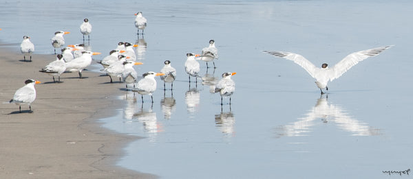 Foto Decorar Aves Pajaros Acapulco 3