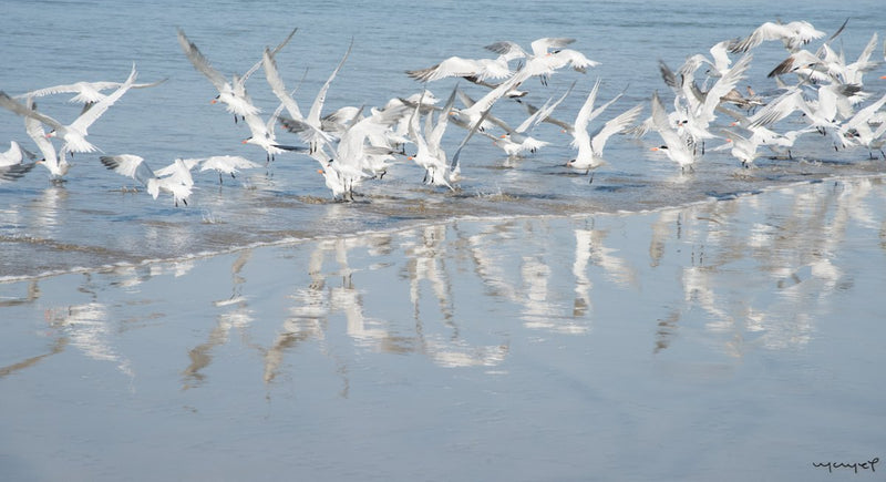 Foto Decorar Aves Pajaros Acapulco 5