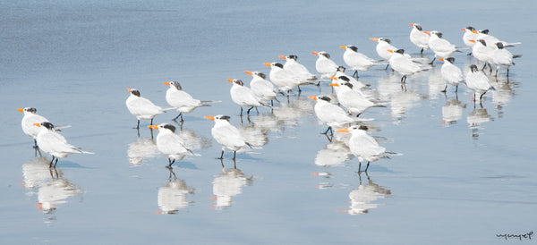 Foto Decorar Aves Pajaros Acapulco