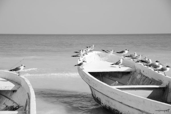 Foto Decorar Aves Pajaros Barquita Holbox 2