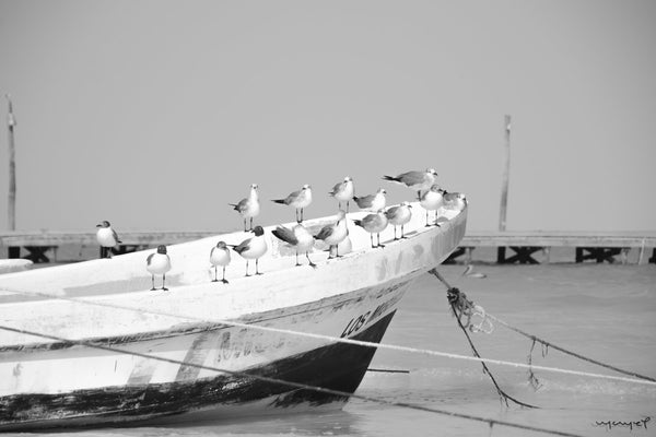 Foto Decorar Aves Pajaros Barquita Holbox