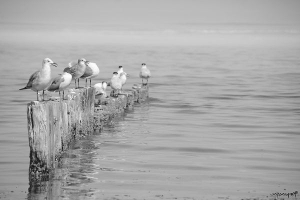 Foto Decorar Aves Pajaros Enfilados Holbox 2