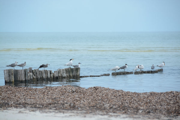 Foto Decorar Aves Pajaros Enfilados Holbox