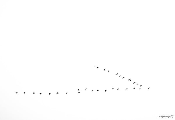 Foto Decorar Minimalista Pajaros V