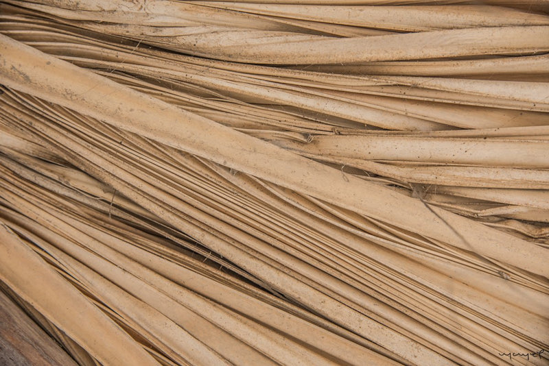 Foto Decorar Abstracto Palmas Guerrero 2