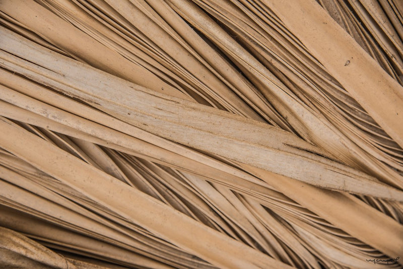 Foto Decorar Abstracto Palmas Guerrero