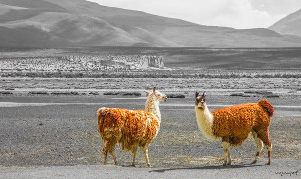 Foto Decorar Animales Otros Par Llamas Bolivia