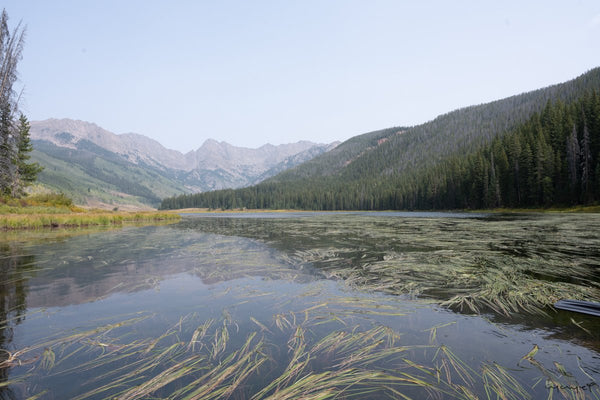 Foto Decorar Paisajes Pine Lake Pastos