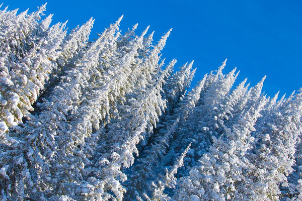 Foto Decorar Naturaleza Pinos Ladeados 2