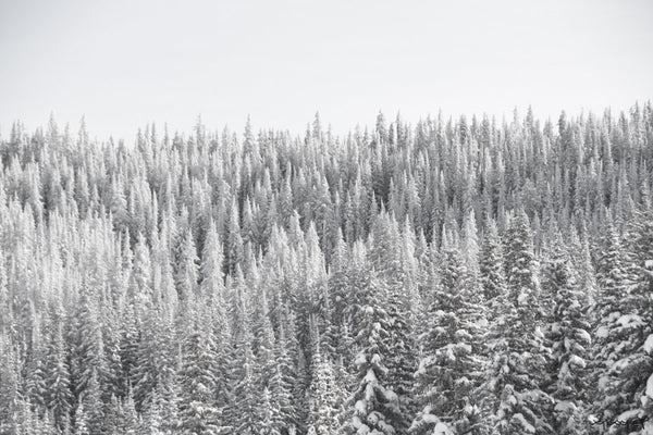 Foto Decorar Naturaleza Pinos Ladeados 3