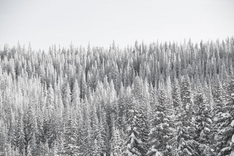 Foto Decorar Naturaleza Pinos Ladeados 3