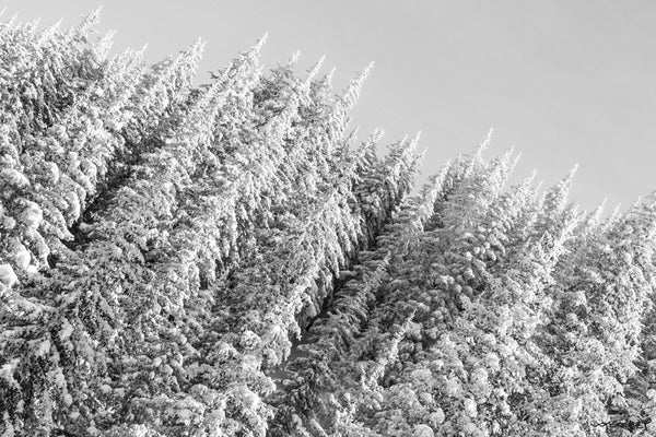 Foto Decorar Naturaleza Pinos Ladeados