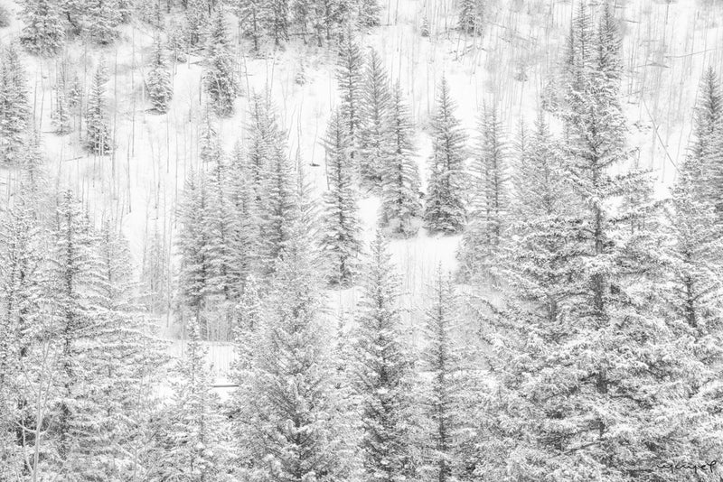 Foto Decorar Naturaleza Pinos Nevaods Colorado