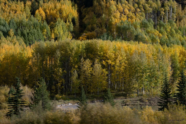 Foto Decorar Naturaleza Pinos Otonales Colorado