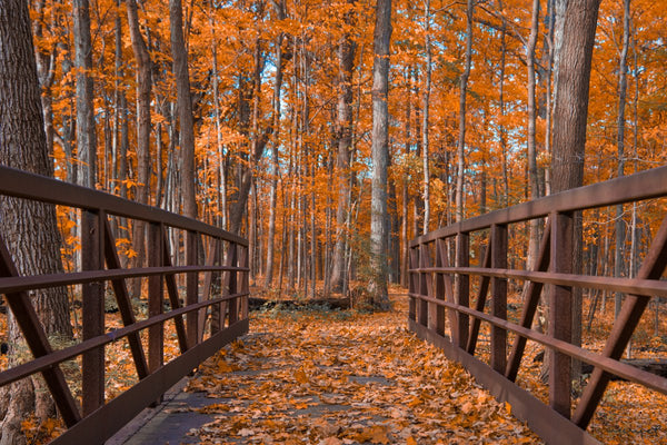 Foto Decorar Naturaleza Puente Hacia Arboles Chicago
