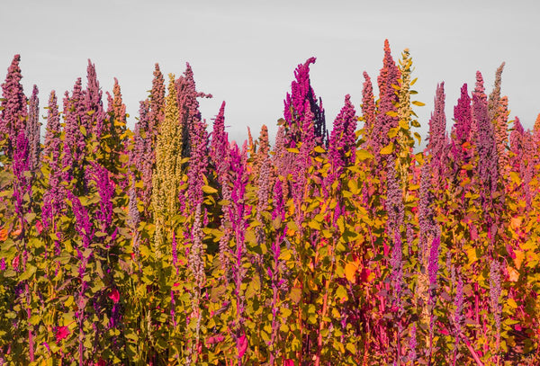 Foto Decorar Naturaleza Quina Bolivia