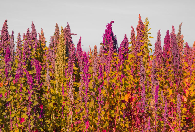 Foto Decorar Naturaleza Quina Bolivia