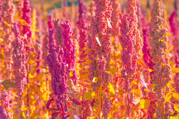 Foto Decorar Naturaleza Quinoa Bolivia 2