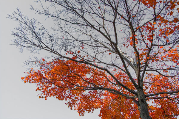 Foto Decorar Naturaleza Ramas A Medias Rojo