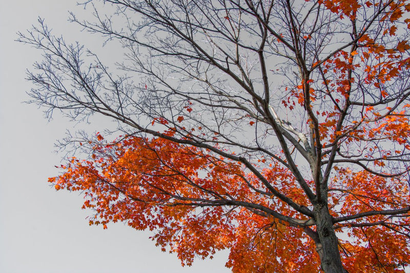 Foto Decorar Naturaleza Ramas A Medias Rojo