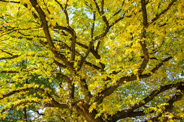 Foto Decorar Naturaleza Ramas Amarillas Chicago