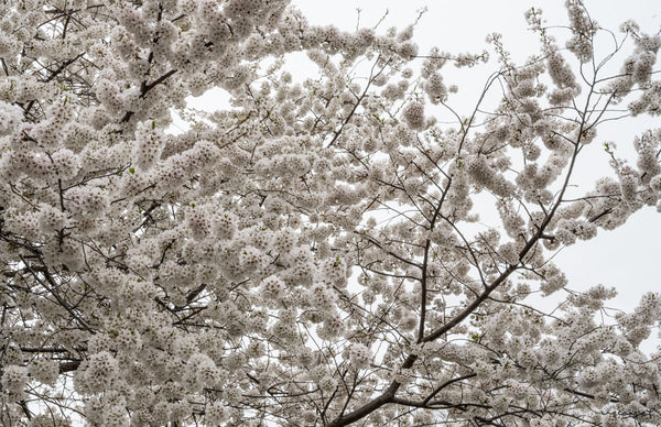 Foto Decorar Naturaleza Ramas Bombones Boston 2