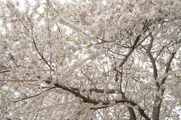 Foto Decorar Naturaleza Ramas Bombones Boston